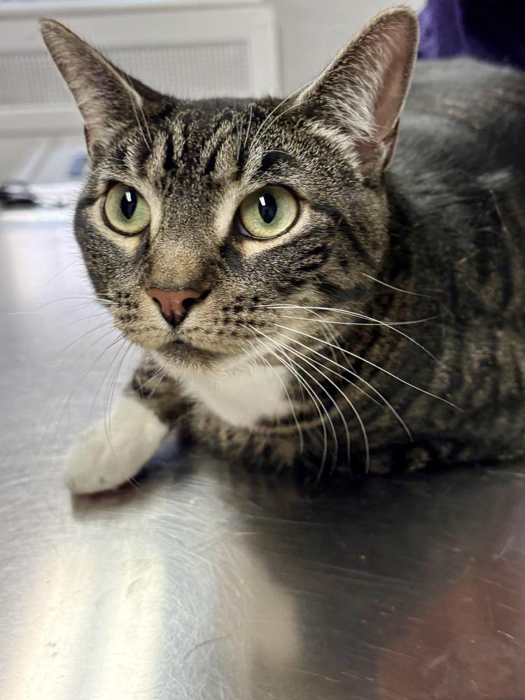 Ramsey, a Adoptable mixed breed in East Greenville, PA image 5/6