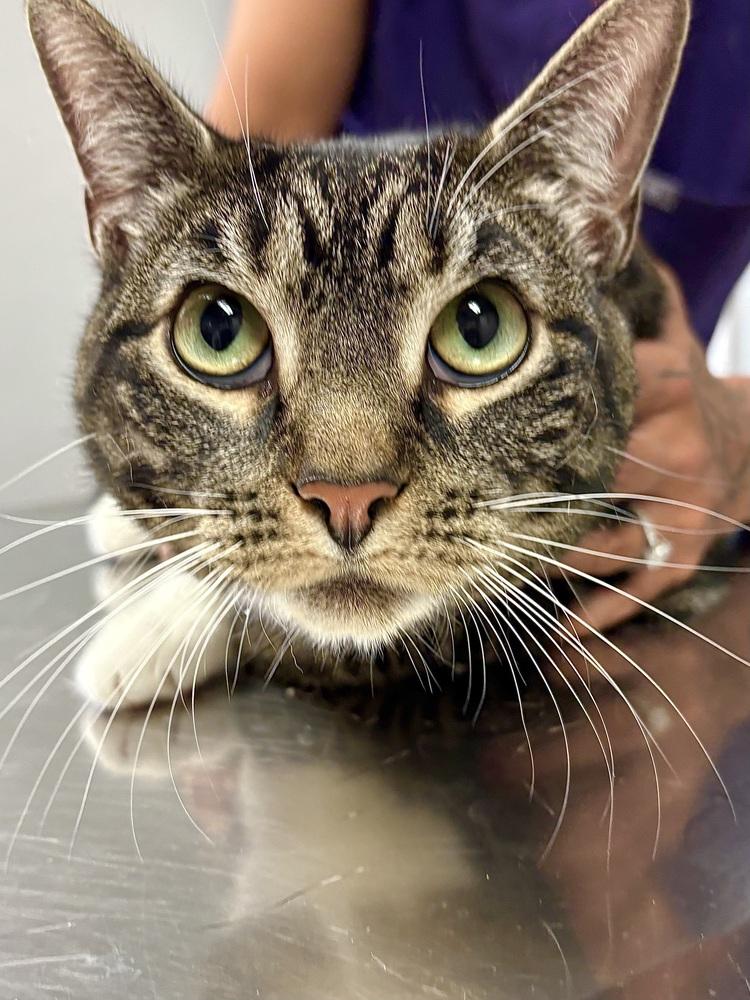 Ramsey, a Adoptable mixed breed in East Greenville, PA image 6/6