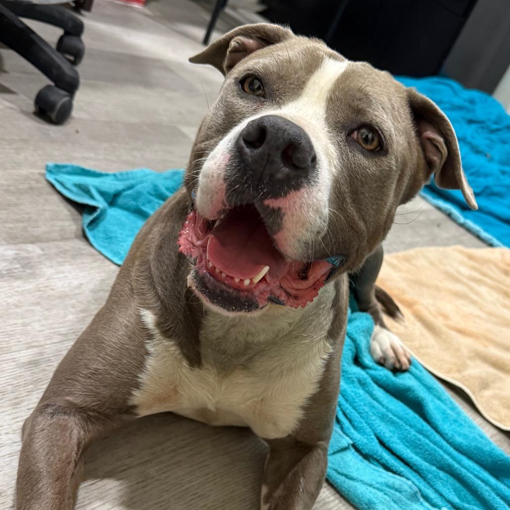 Mamacita, Adoptable, Adult Female Pit Bull Terrier.