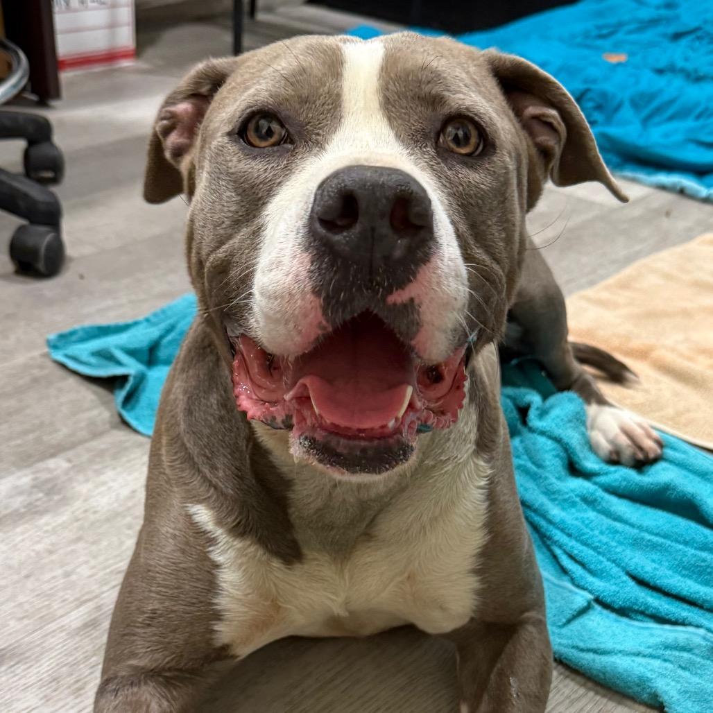 Enlarge Mamacita, a Adoptable Pit Bull Terrier in Waldorf, MD image 2/4