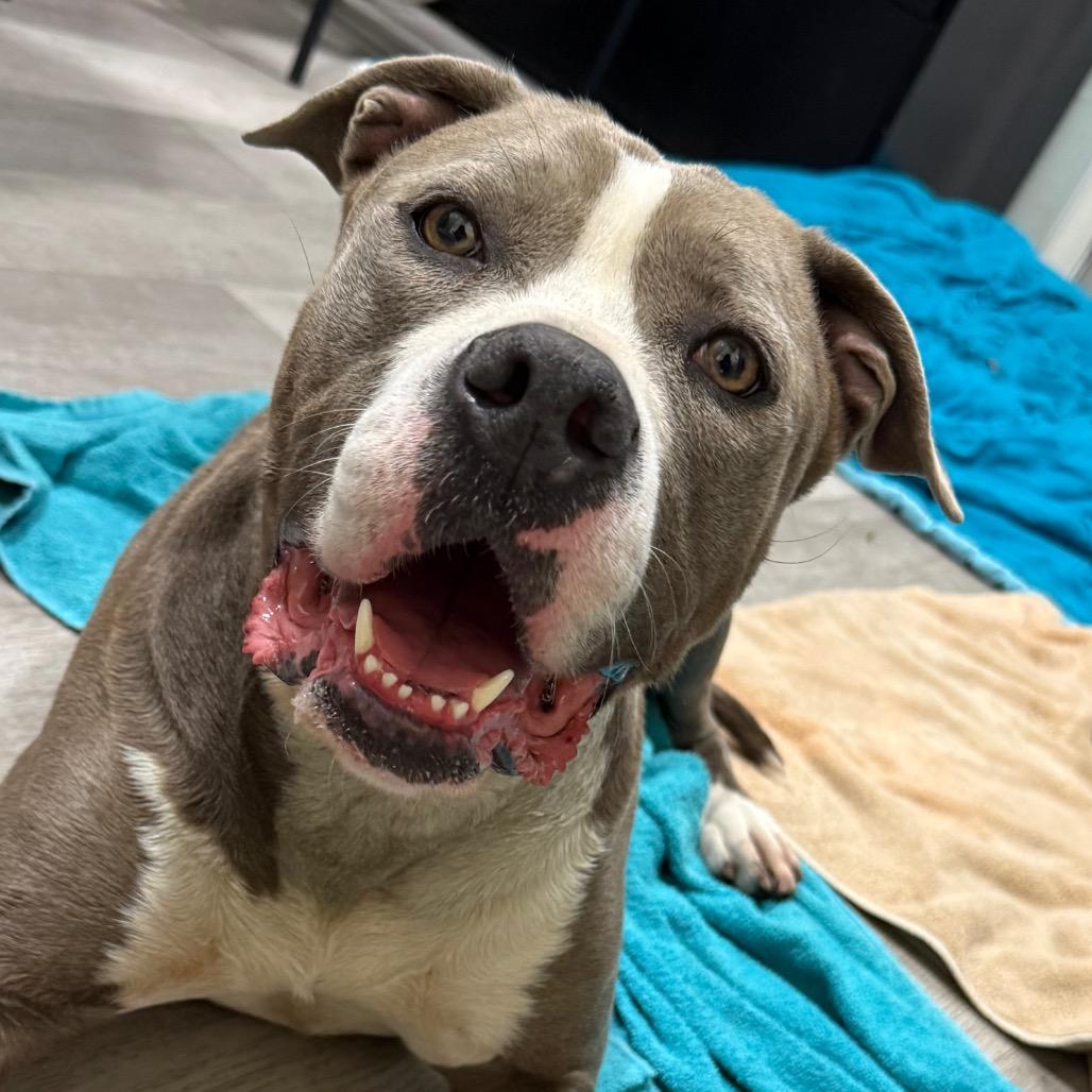 Enlarge Mamacita, a Adoptable Pit Bull Terrier in Waldorf, MD image 4/4