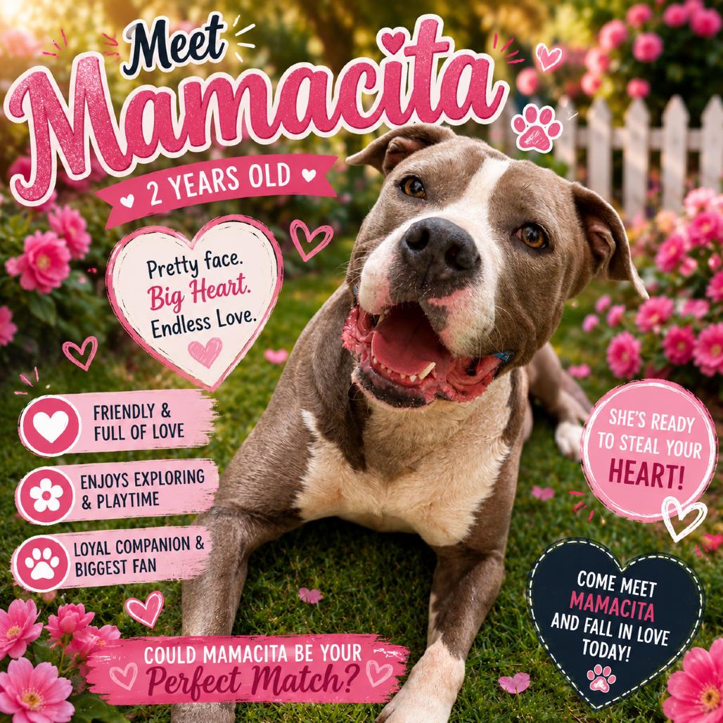 Enlarge Mamacita, a Adoptable Pit Bull Terrier in Waldorf, MD image 5/5