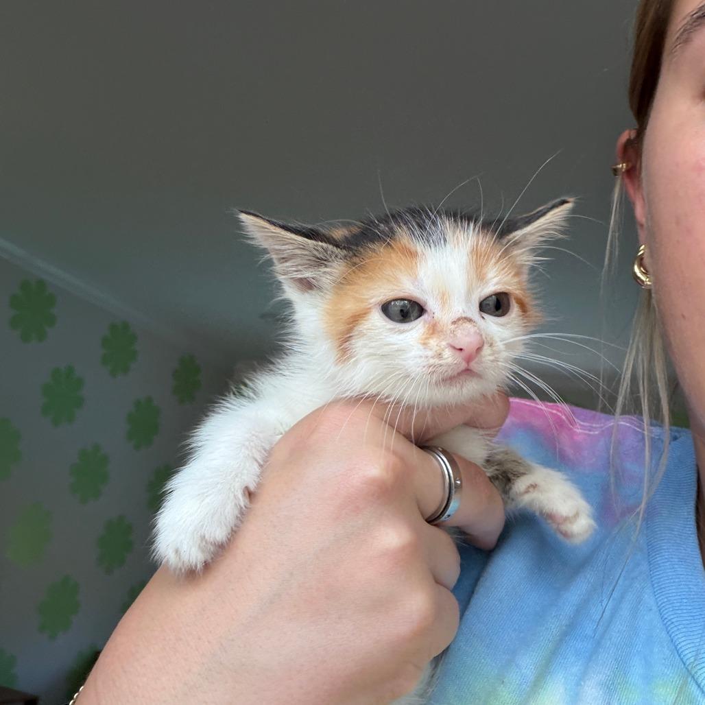 Chai, Adoptable, Kitten Female Domestic Short Hair.