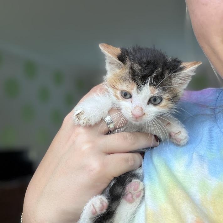 Chai, a Adoptable Domestic Short Hair in North Charleston, SC image 2/5