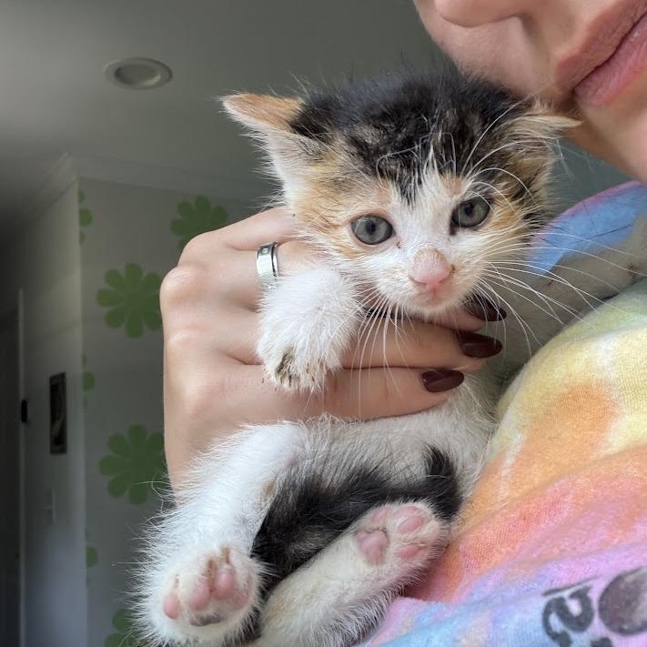 Chai, a Adoptable Domestic Short Hair in North Charleston, SC image 3/5