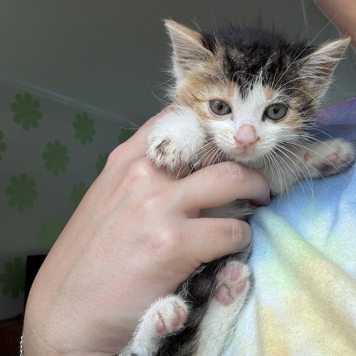 Chai, a Adoptable Domestic Short Hair in North Charleston, SC image 4/5