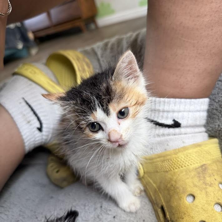 Chai, a Adoptable Domestic Short Hair in North Charleston, SC image 5/5