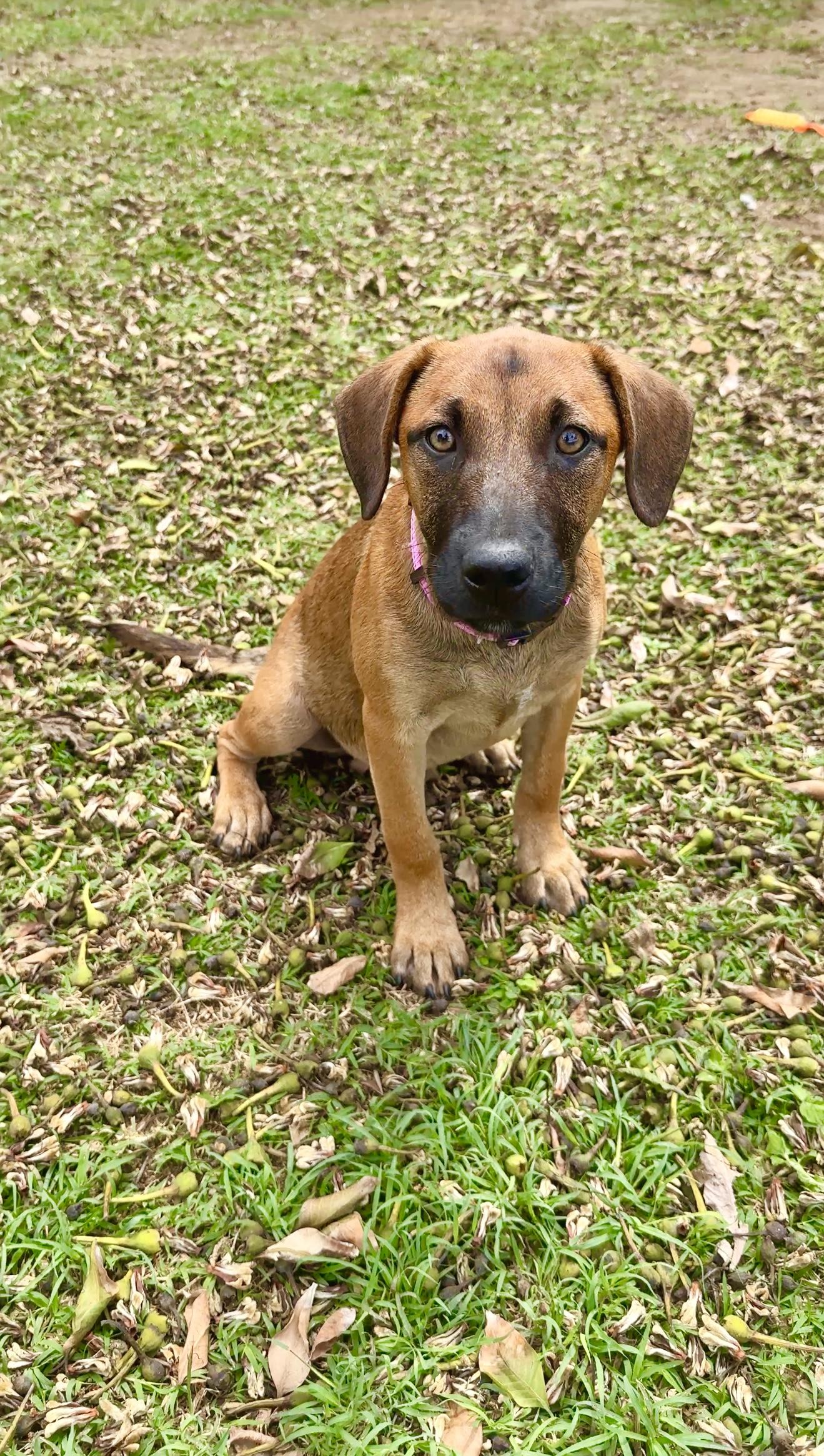 Enlarge Peaches - Hazel Eyes, *LOW ADOPTION FEE*, a Adoptable mixed breed in Brooklyn , NY image 5/5