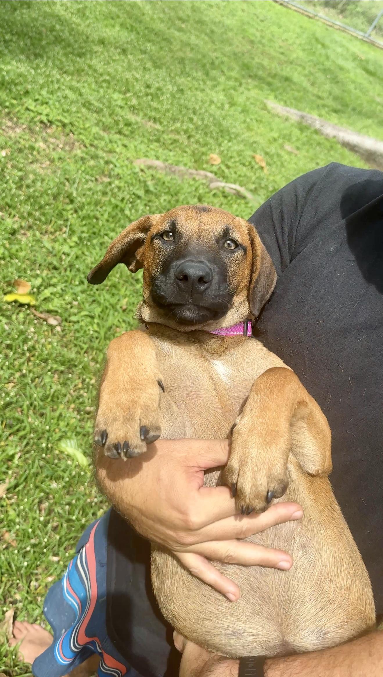 Enlarge Peaches - Hazel Eyes, *LOW ADOPTION FEE*, a Adoptable mixed breed in Brooklyn , NY image 3/5