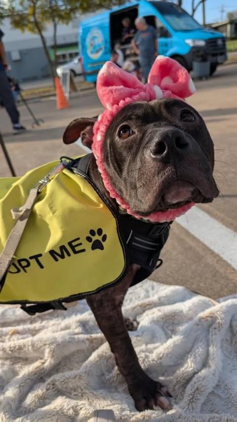 Wiley **Courtesy Post. Out of town pet. See below for details**