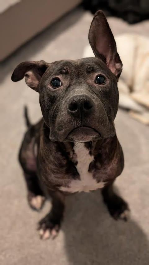 Wiley **Courtesy Post. Out of town pet. See below for details**