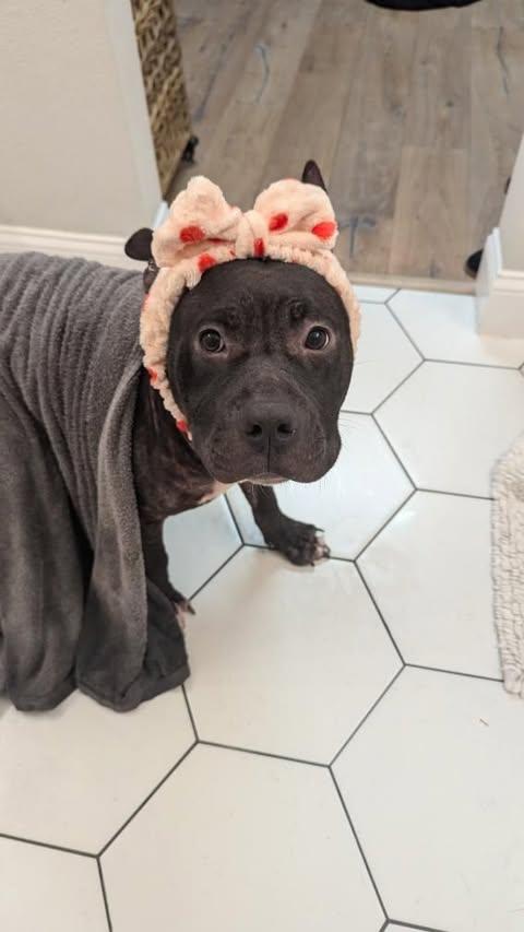 Wiley **Courtesy Post. Out of town pet. See below for details**