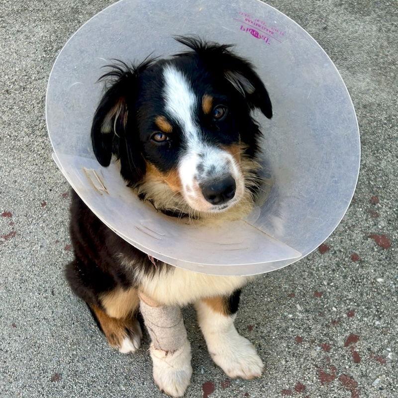 Enlarge Jasmine, a Adopted Australian Shepherd in San Juan Capistrano, CA image 1/3