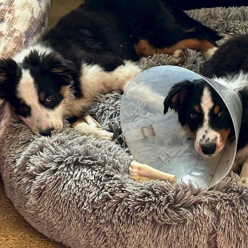 Enlarge Jasmine, a Adopted Australian Shepherd in San Juan Capistrano, CA image 2/3