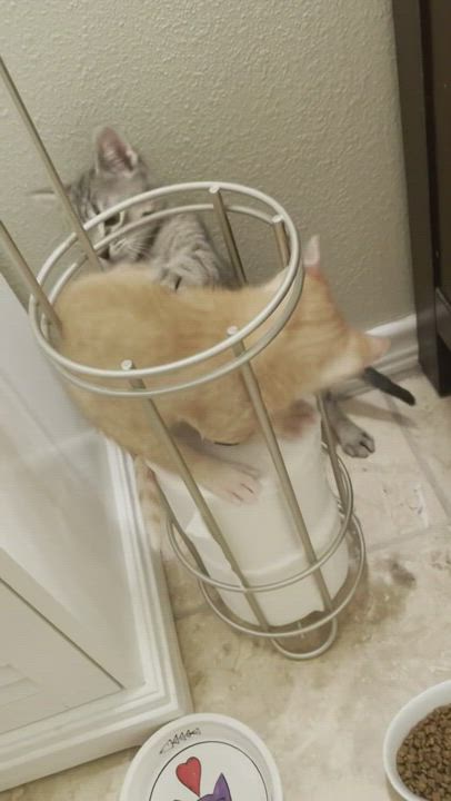 Enlarge Brighton, a Adopted Domestic Medium Hair in Coldspring, TX video 6/11