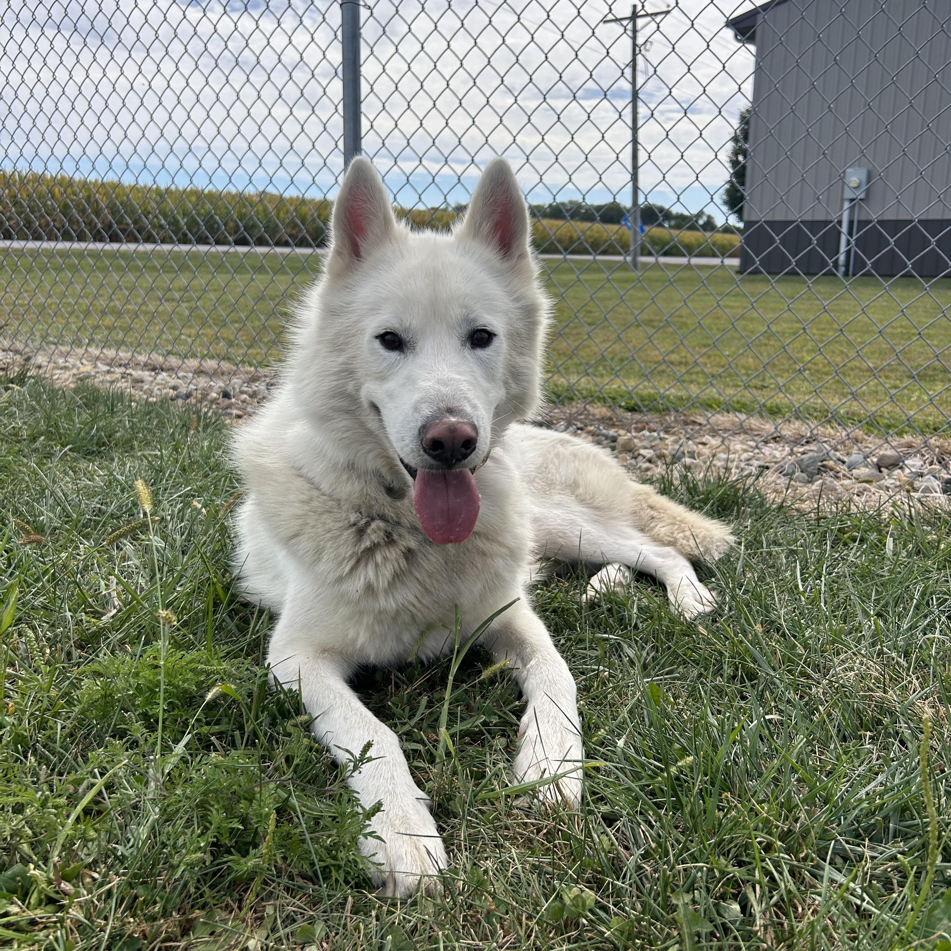 Enlarge Timber, an adoptable Husky in Clinton, IL image 4/6