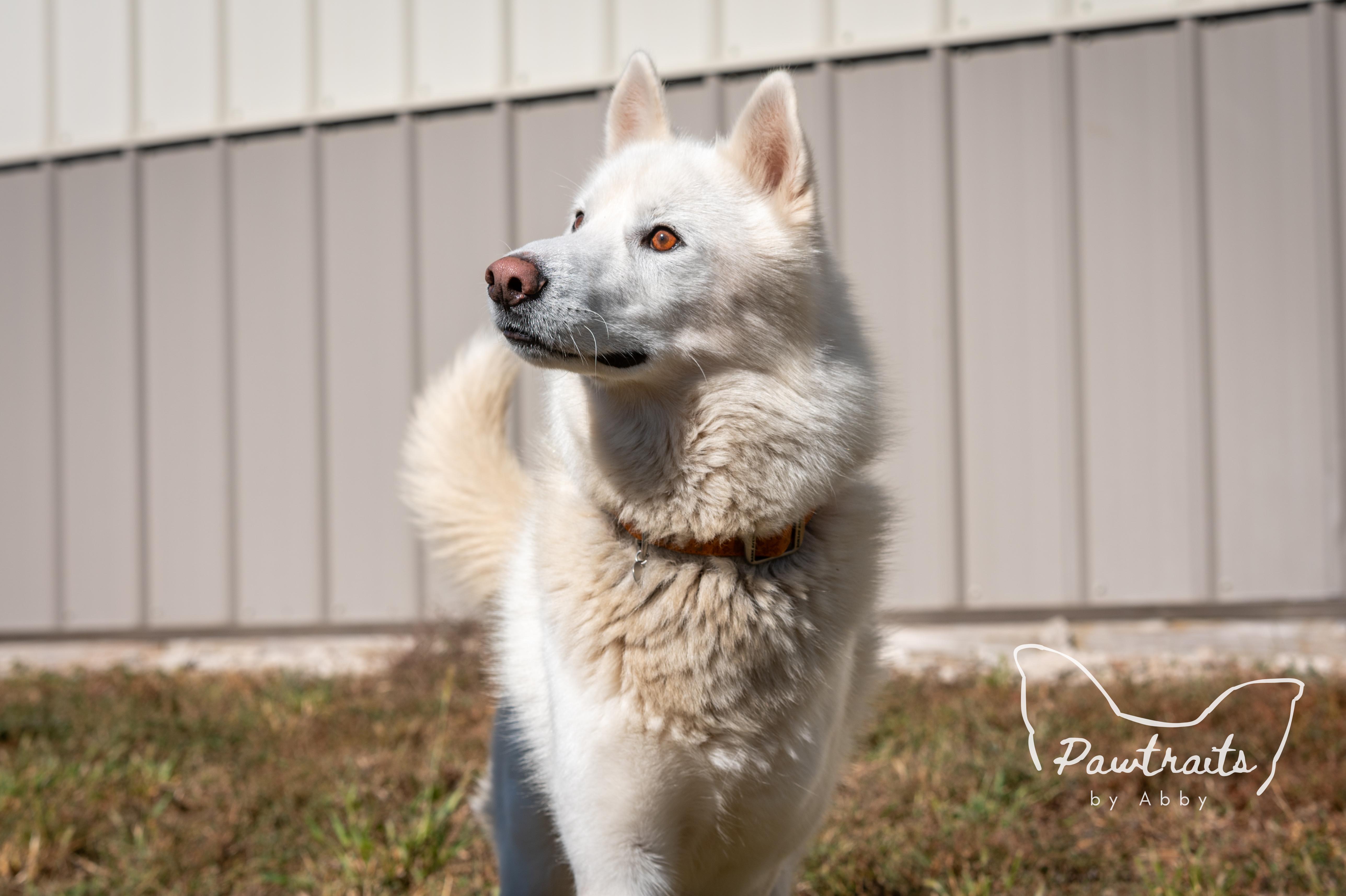 Enlarge Timber, an adoptable Husky in Clinton, IL image 2/6