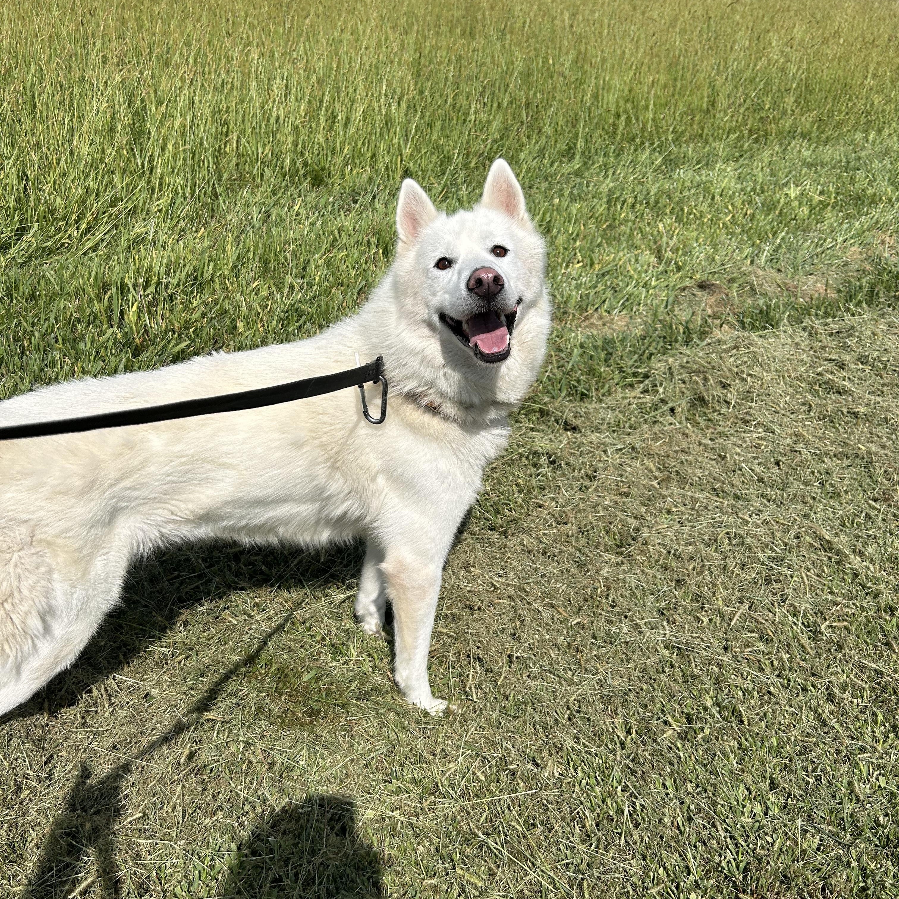 Enlarge Timber, an adoptable Husky in Clinton, IL image 5/6