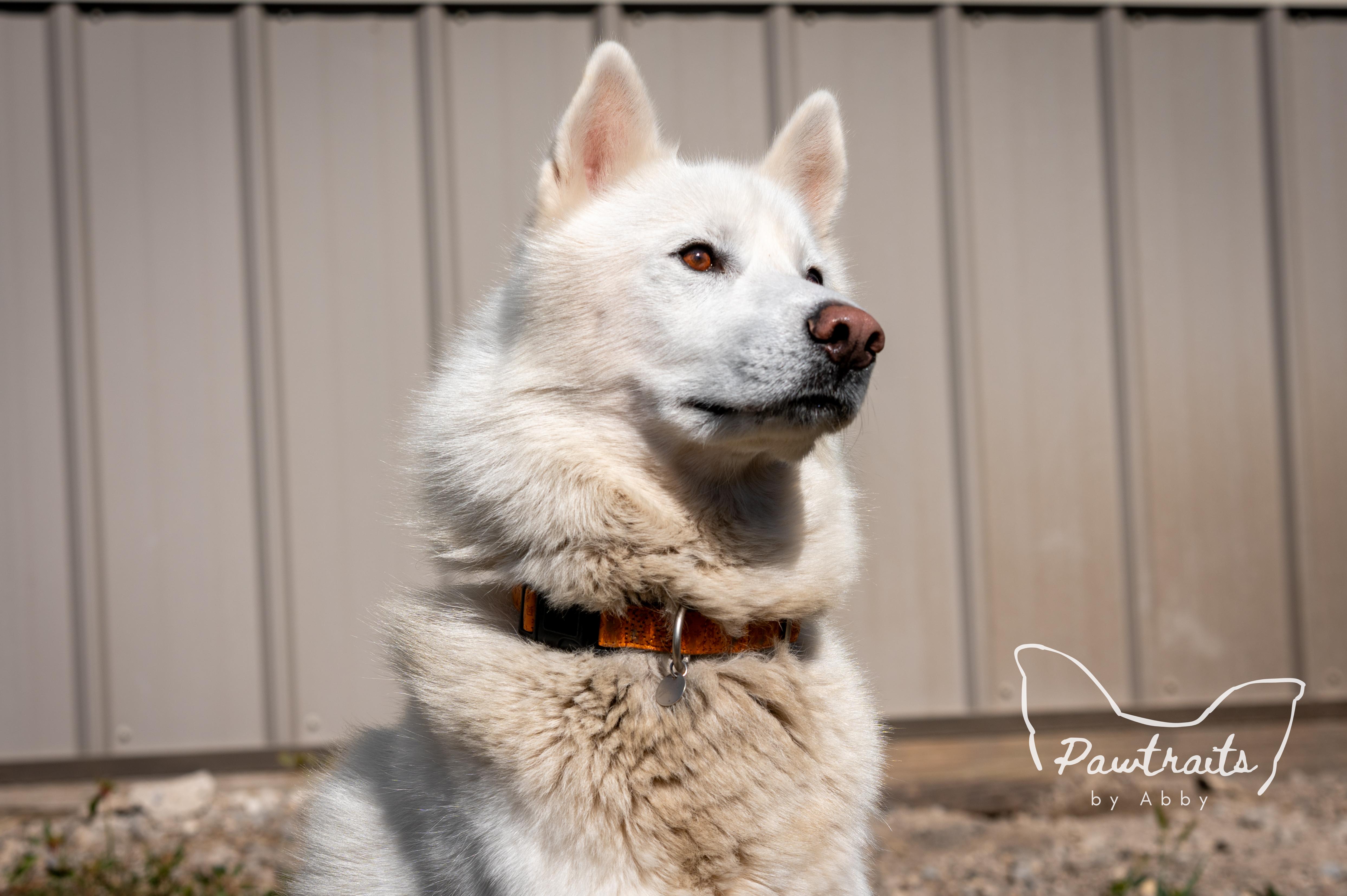 Enlarge Timber, an adoptable Husky in Clinton, IL image 3/6