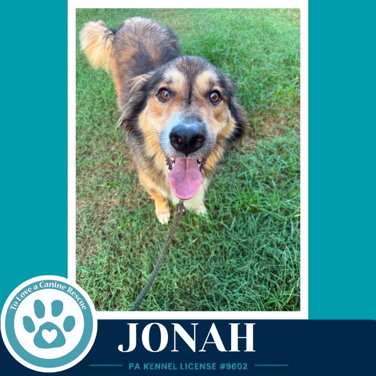 Jonah 091226, Adoptable, Adult Male Collie.