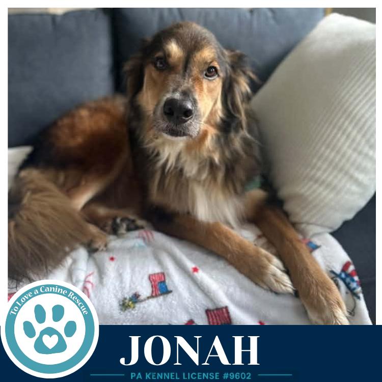 Enlarge Jonah 091226, a Adoptable mixed breed in Kimberton, PA image 2/5