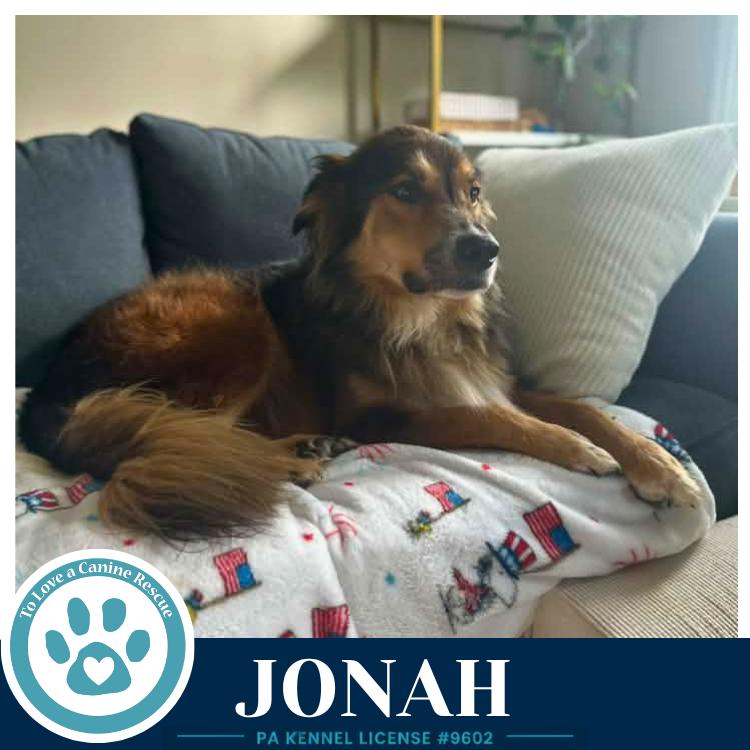Enlarge Jonah 091226, a Adoptable mixed breed in Kimberton, PA image 3/5