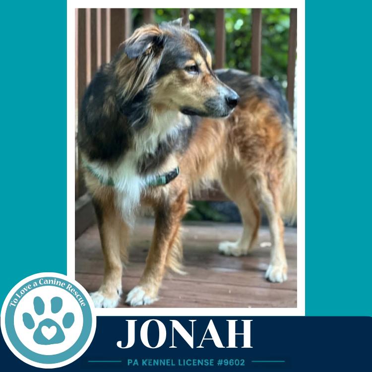 Enlarge Jonah 091226, a Adoptable mixed breed in Kimberton, PA image 4/5