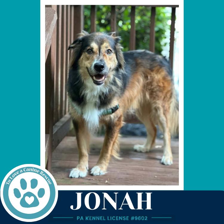 Enlarge Jonah 091226, a Adoptable mixed breed in Kimberton, PA image 5/5