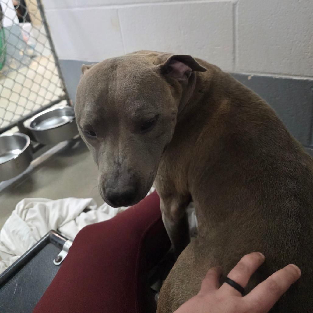 Everest, Adoptable, Adult Female Mixed Breed.
