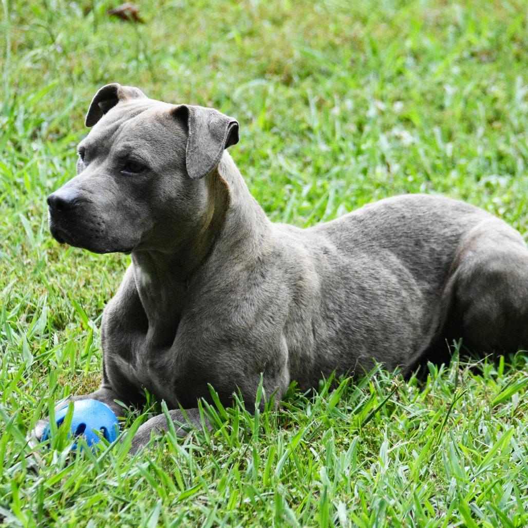 Everest, a Adoptable Mixed Breed in Columbus, NC image 2/6