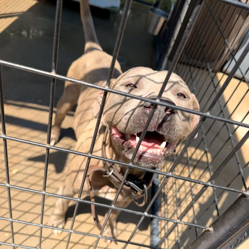 Everest, a Adoptable Mixed Breed in Columbus, NC image 3/6
