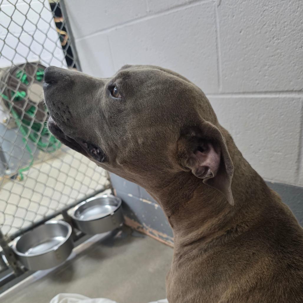 Everest, a Adoptable Mixed Breed in Columbus, NC image 4/6