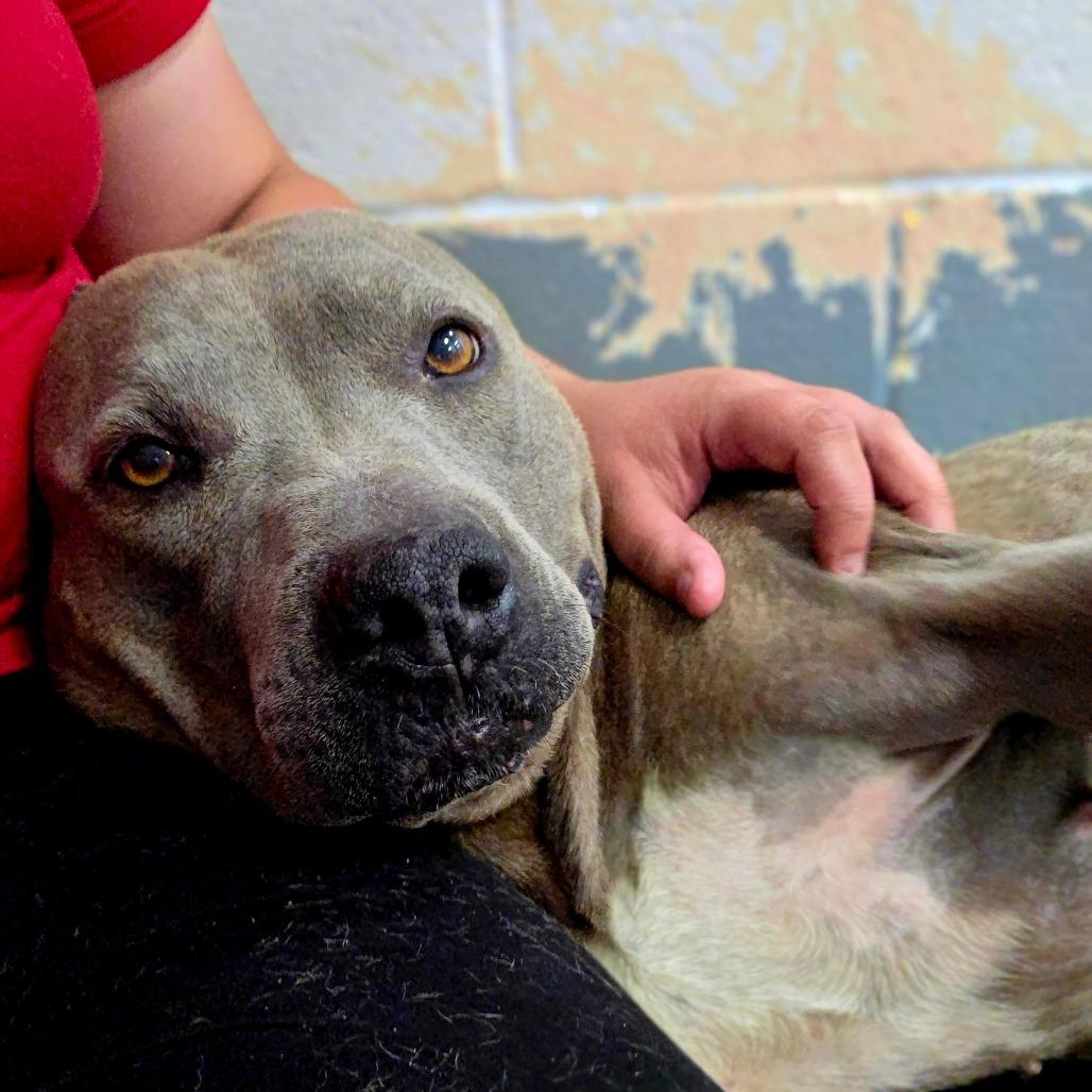 Everest, a Adoptable Mixed Breed in Columbus, NC image 5/6