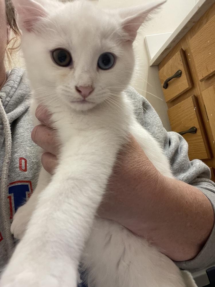 Enlarge Jack, an adopted Domestic Short Hair in Monroe, NC image 5/5