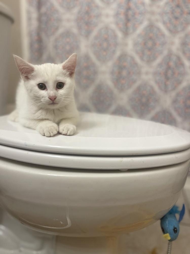 Enlarge Jack, an adopted Domestic Short Hair in Monroe, NC image 3/5