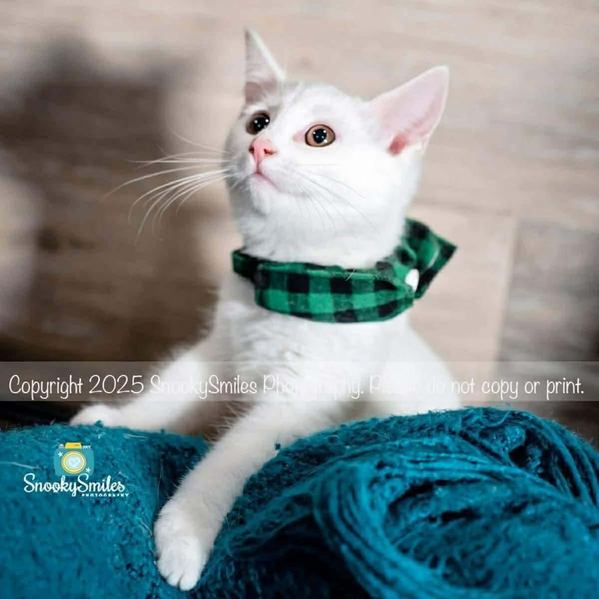 Enlarge Jack, an adopted Domestic Short Hair in Monroe, NC image 2/5