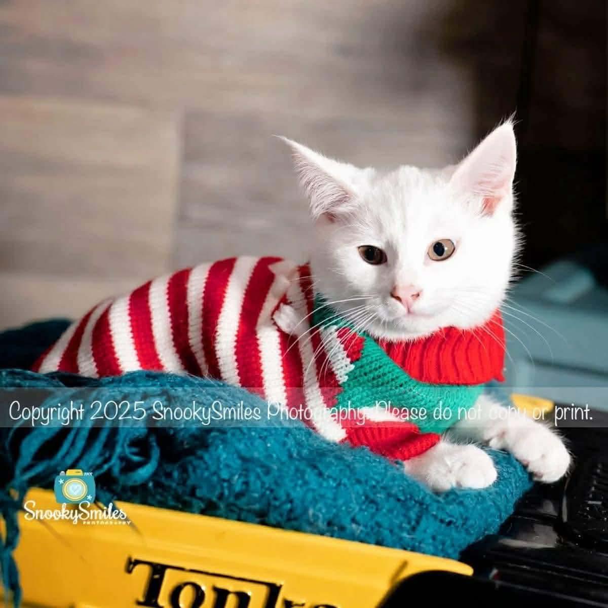 Enlarge Jack, an adopted Domestic Short Hair in Monroe, NC image 1/5