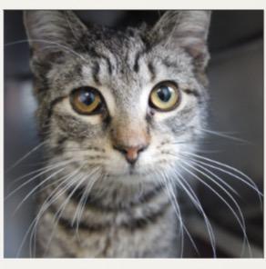 Enlarge Twenty-Twenty-Six, a Adoptable mixed breed in Lancaster, PA image 1/1