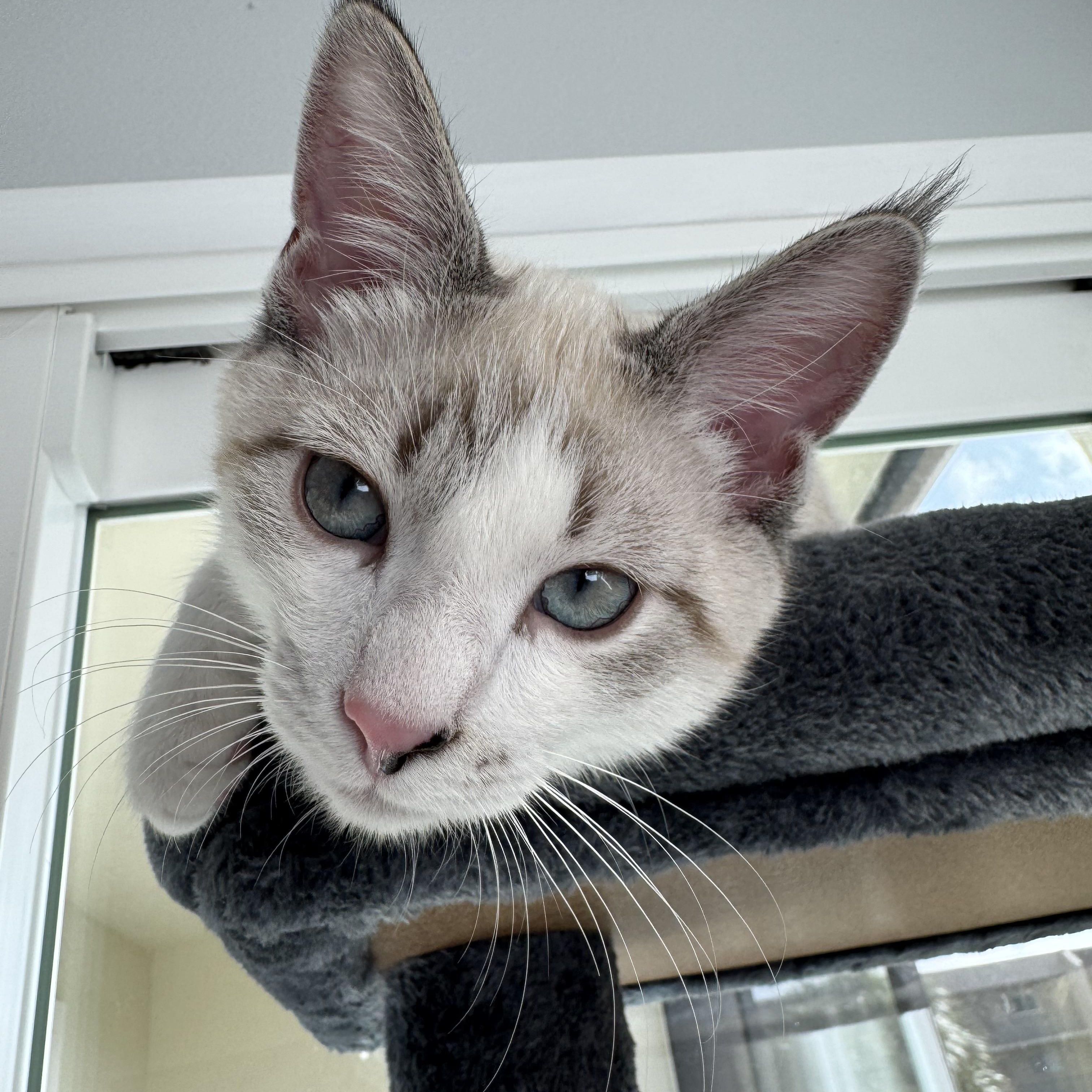 Enlarge Raleigh, a Adopted mixed breed in Tampa, FL image 3/5