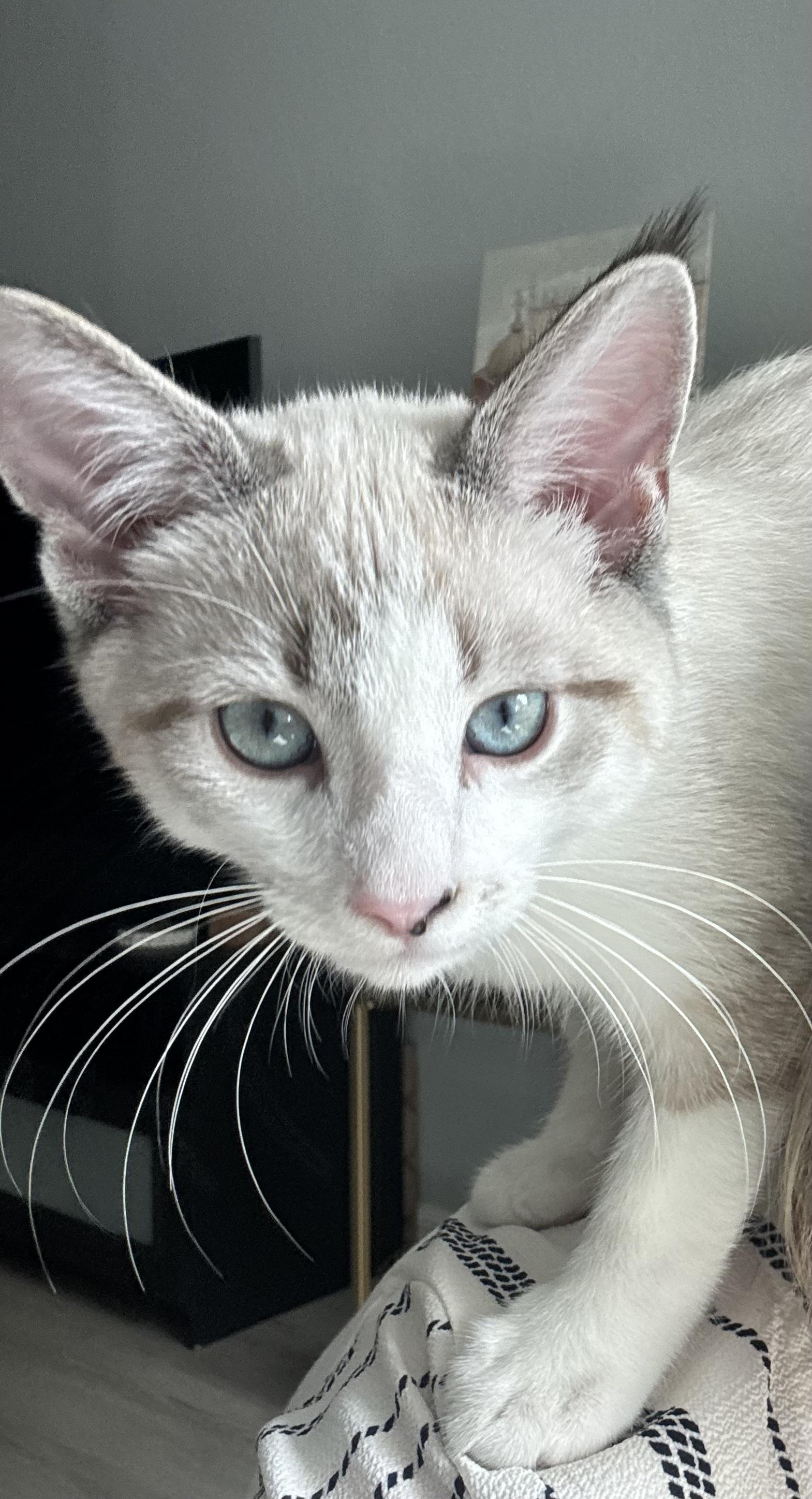 Raleigh, Adopted, Young Male Siamese & Tabby.