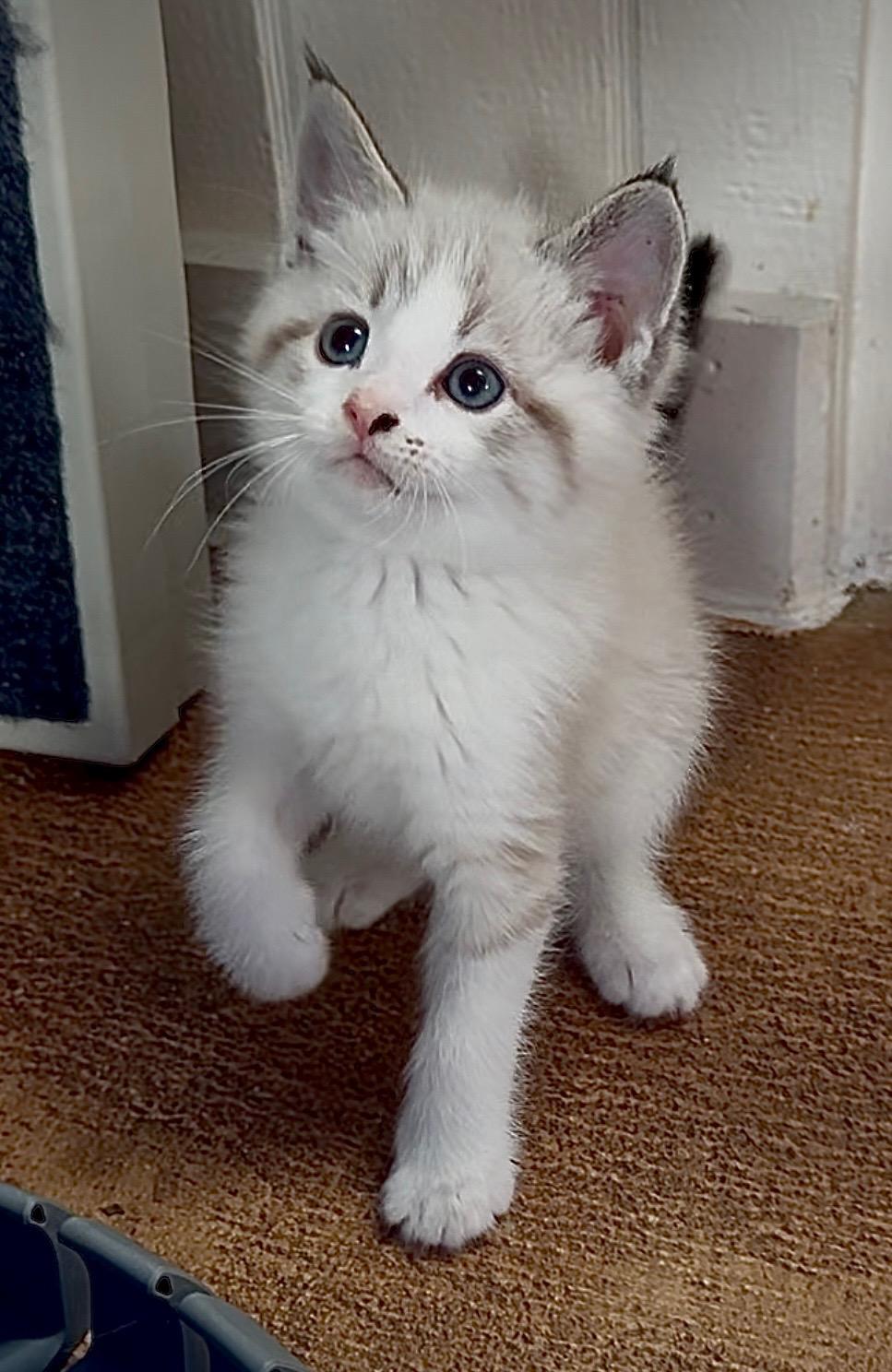 Enlarge Raleigh, a Adopted mixed breed in Tampa, FL image 5/5