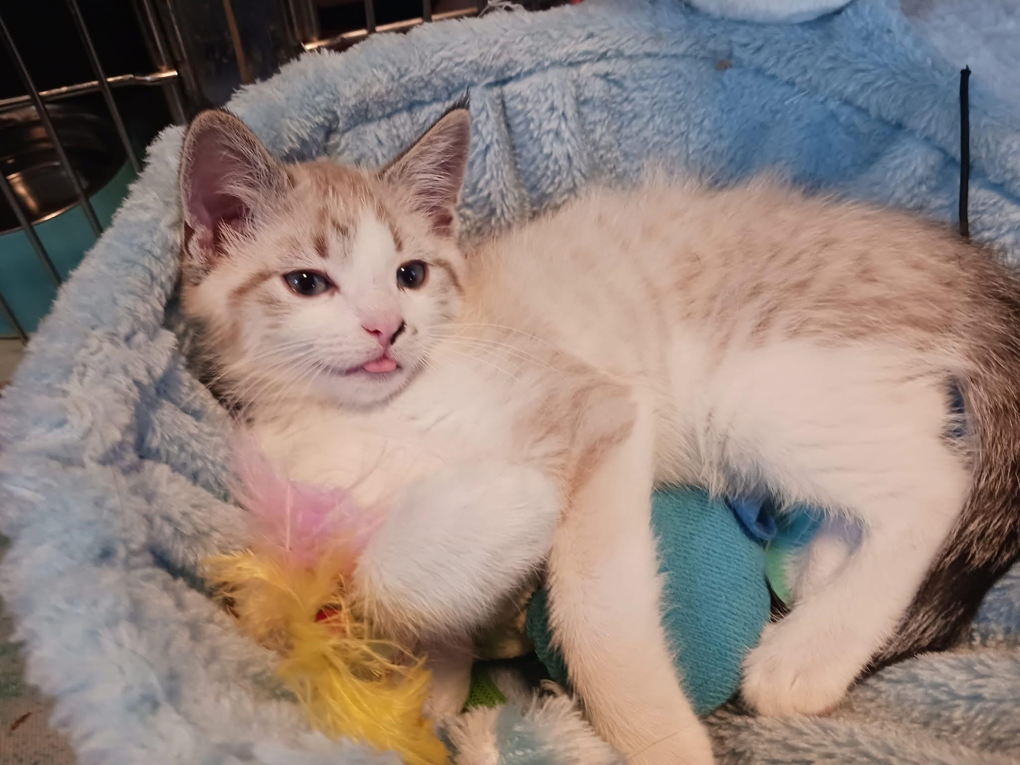 Enlarge Raleigh, a Adopted mixed breed in Tampa, FL image 4/5