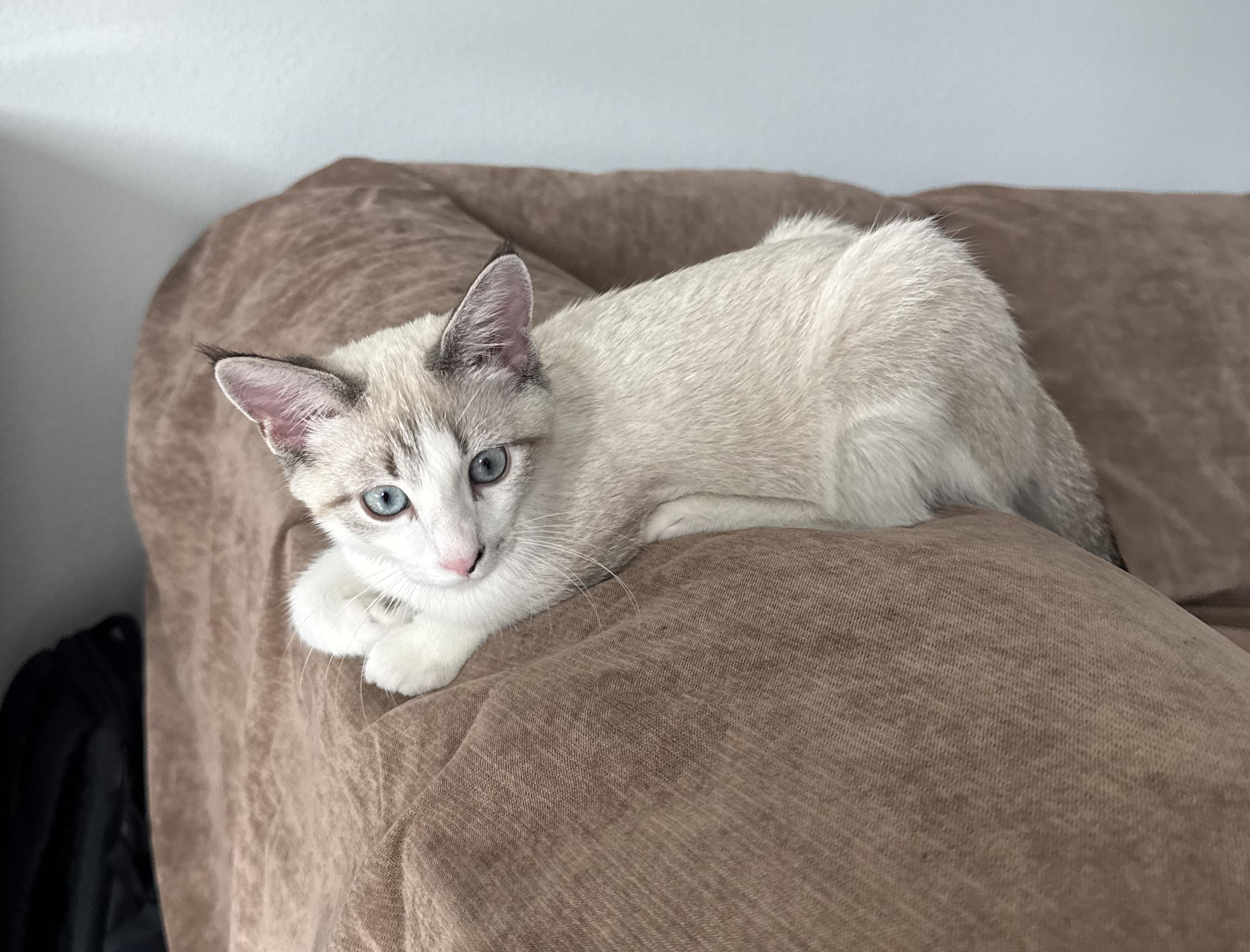 Enlarge Raleigh, a Adopted mixed breed in Tampa, FL image 2/5