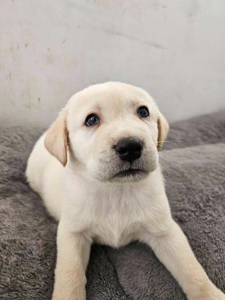 Goose, Adoptable, Puppy Male Labrador Retriever.