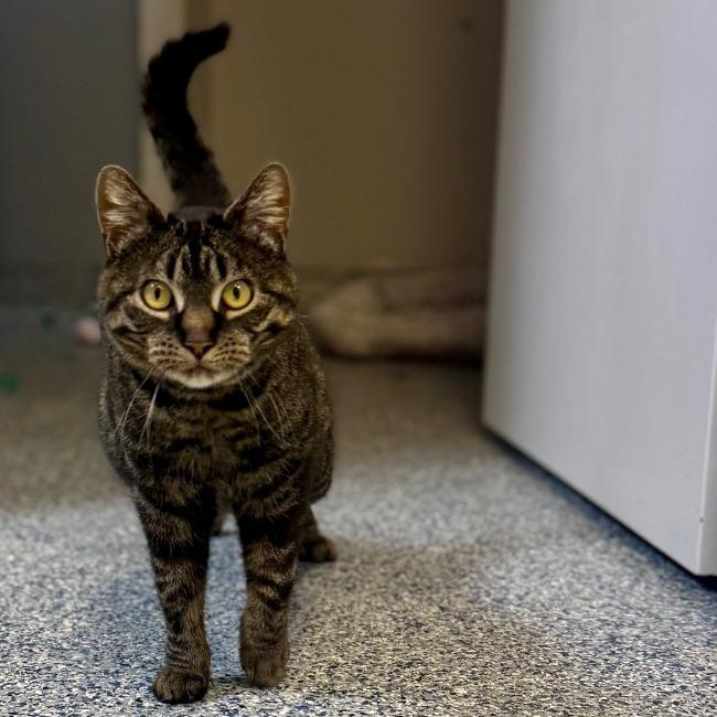 Enlarge Bella, a Adoptable Domestic Short Hair in Great Falls, MT image 1/6