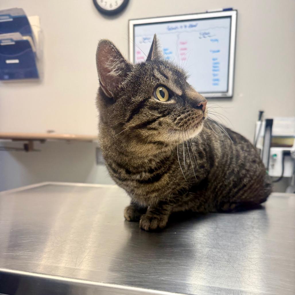 Enlarge Bella, a Adoptable Domestic Short Hair in Great Falls, MT image 2/6