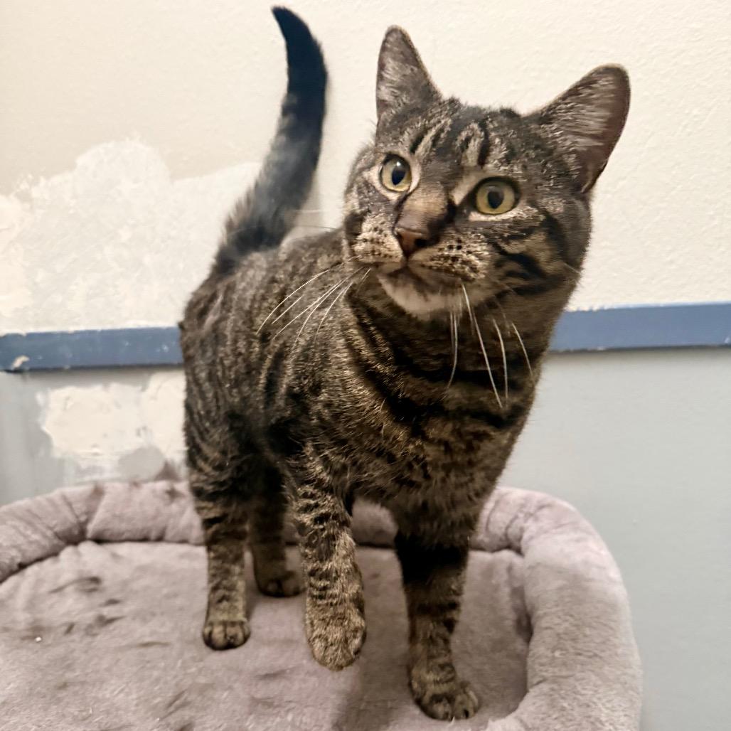 Enlarge Bella, a Adoptable Domestic Short Hair in Great Falls, MT image 3/6
