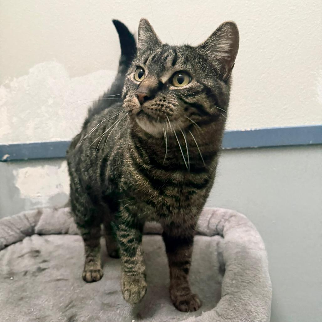 Enlarge Bella, a Adoptable Domestic Short Hair in Great Falls, MT image 4/6