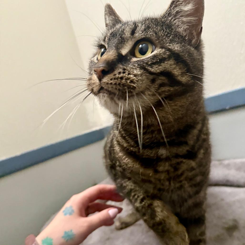 Enlarge Bella, a Adoptable Domestic Short Hair in Great Falls, MT image 5/6