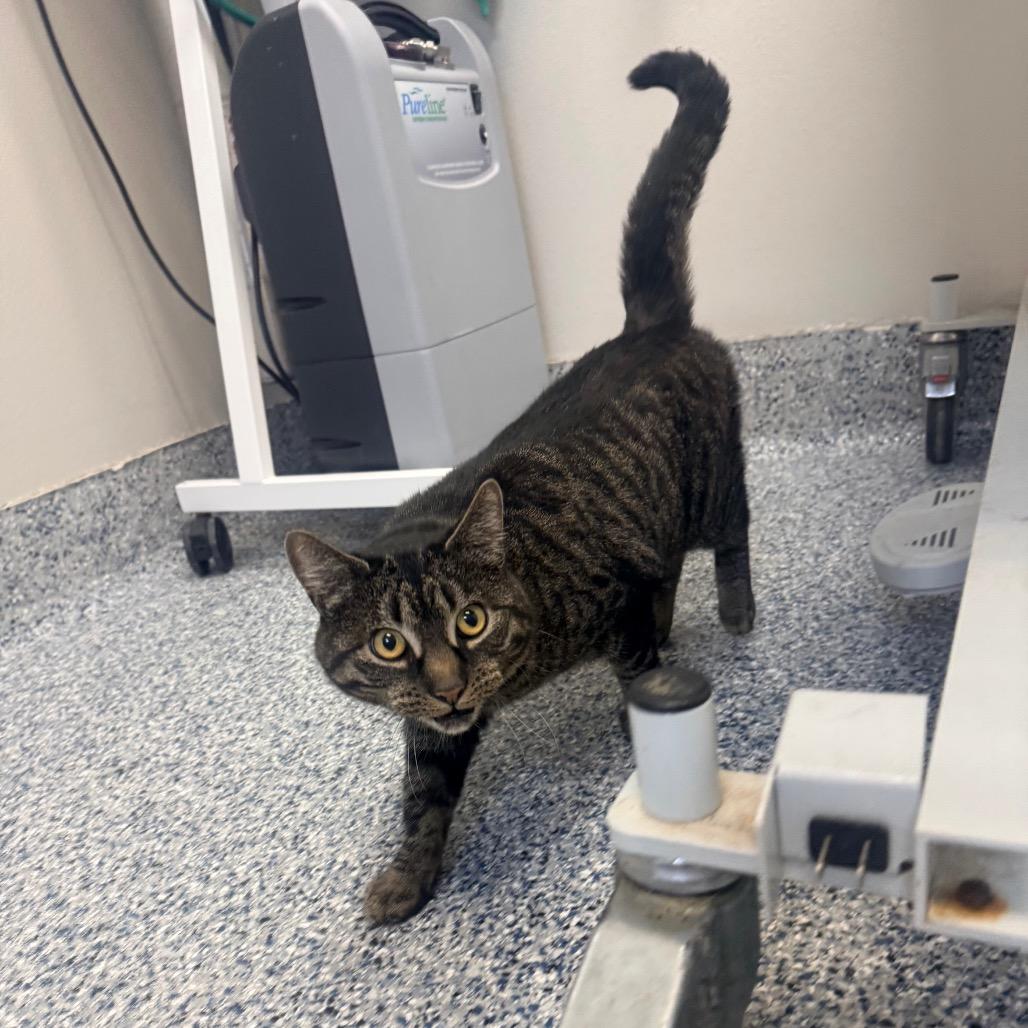 Enlarge Bella, a Adoptable Domestic Short Hair in Great Falls, MT image 6/6